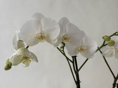 Several flowering white Phalaenopsis ‘Bijoux Crystal’ orchids with faintly yellow-purple flower centres are arranged from the bottom left to the top right. Green stems bear flowers and round green buds. A light, blurred background.